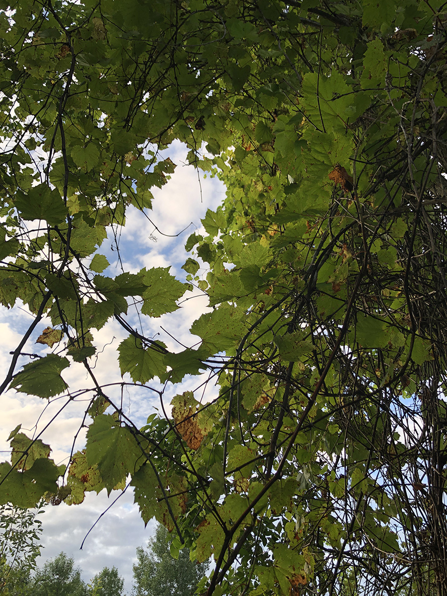 wild grape vines