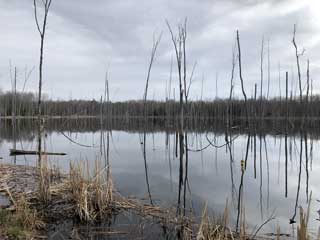 photo of beaver pond showing bent trees