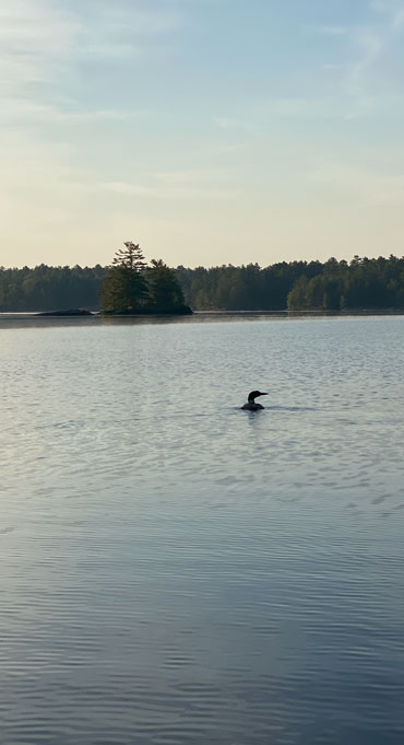 Loon swims in northern lake at sunrise