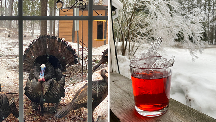 ice storm2 Wild turkey mating display and negroni on a ledge surrounded by icy trees
